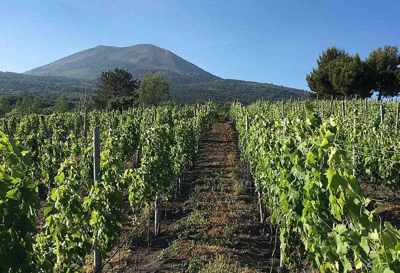 The Chauffeur of Positano: Ercolano e Pompei tour delle cantine