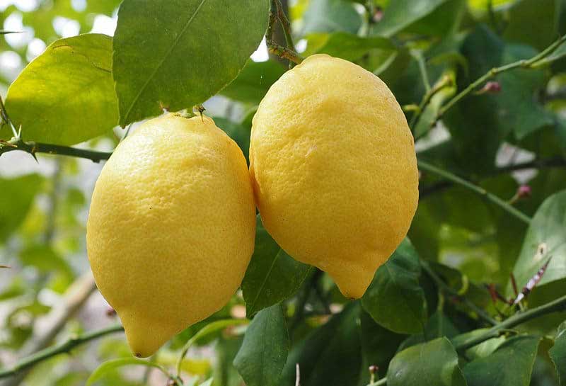 The Chauffeur of Positano: escursione culinaria all-inclusive