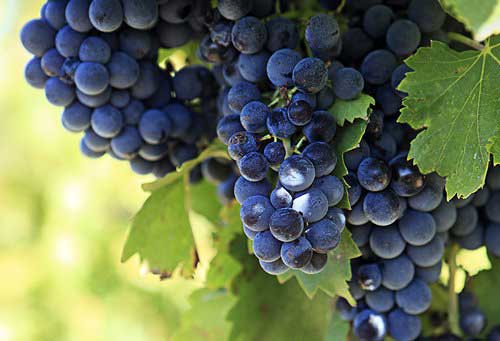 The Chauffeur of Positano: uva da vino