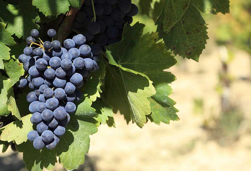 The Chauffeur of Positano: vigneti